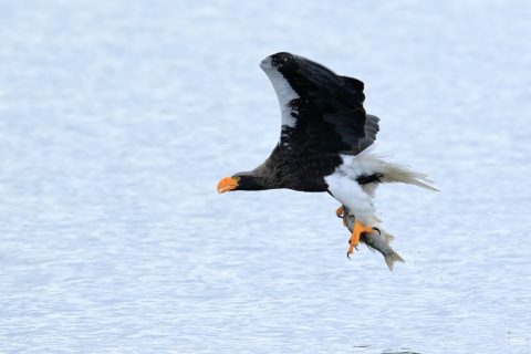 涸沼野鳥（主に猛禽類）の撮影方法